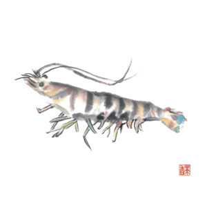 小暑