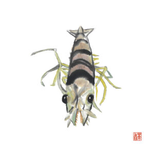 小暑