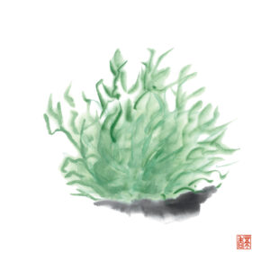 芒種